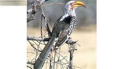 بسبب أزمة المناخ .. طائر البوقير الجنوبي سيختفي عن عالمنا