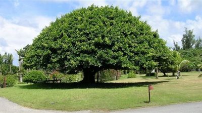 خبراء: أشجار 