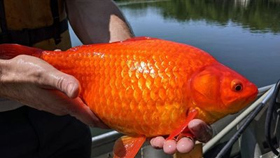 للمرة الأولى.. سمكة ذهبية تتعلم 