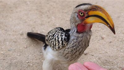 طائر أبو قرن الجنوبي.. أول ضحايا التغير المناخي لكوكب الأرض