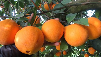 استشاري تغذية تحذر من الإفراط في تناول البرتقال (فيديو)