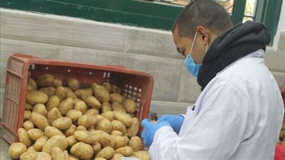 الزراعة: افتتاح منفذ بيع بطاطس المائدة للمواطنين بأسعار مخفضة