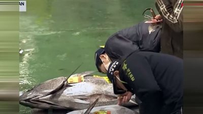 (فيديو) في مزاد السمك | بيع سمكة تونة بـ 145 ألف دولار