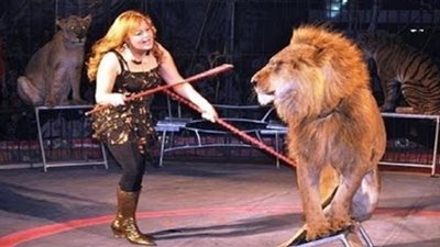 دهب الحلو عن اتهامات تعذيب الحيوانات بالسيرك: مكانش الأسد مات حزنًا على جدي