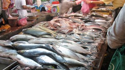 أسواق المنيا .. انخفاض أسعار سمك السردين وارتفاع قشر البياض