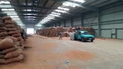 استلام 154 ألف طن قمح بالصوامع والشون ببني سويف