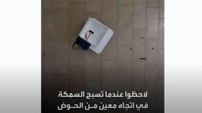 شاهد .. سمكة ذهبية تتدرب على قيادة السيارات