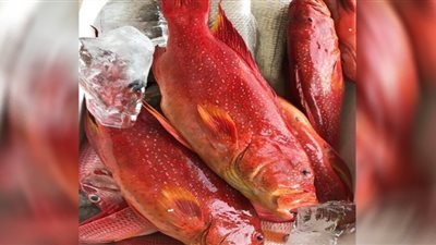 لمرضى ضغط الدم.. خبيرة تغذية تكشف مفاجأة بشأن أكل السمك الأحمر