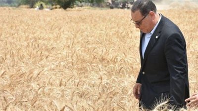 محافظ الشرقية يُعلن عن حصاد ٤٢١ ألف و ٧٦١ فدان من القمح حتى الآن