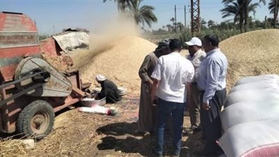 لجان مشتركة من الزراعة والتموين والمحليات لحصر مساحات القمح بالفيوم
