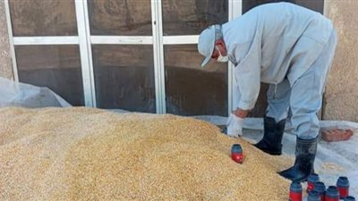 حملات لمكافحة القوارض بعد الإنتهاء من حصاد المحاصيل الشتوية في الفيوم