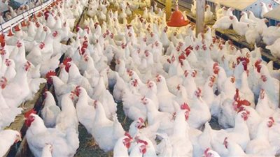 إرتفاع طفيف في أسعار الدواجن والأسماك بالأسواق في الفيوم