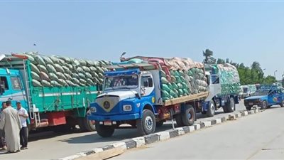 إستلام 172 ألف و219 طن قمح بالصوامع والشون ببني سويف