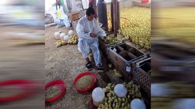 تحصين 213 ألف طائر ضد مرض أنفلونزا الطيور بالشرقية