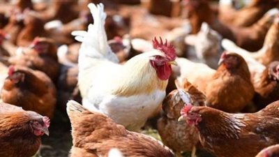 استقرار أسعار الدواجن والبيض بأسواق المنيا
