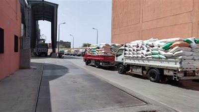 توريد 311 الف طن قمح لشون وصوامع البحيرة