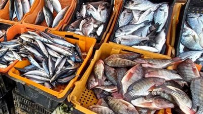 استقرار أسعار الأسماك بـ أسواق الفيوم