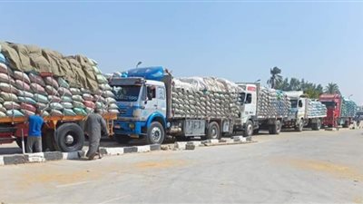 بني سويف: استلام 177 ألف و714 طن قمح بالصوامع والشون