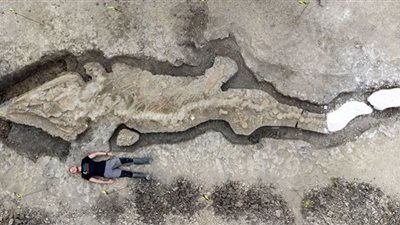 عاش قبل ملايين السنين.. اكتشاف حفرية حيوان مفترس بحجم هائل