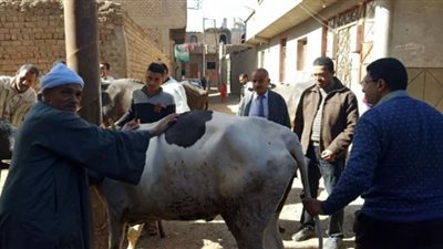 محافظ أسيوط: قافلة بيطرية مجانية بقرية اولاد الياس بمركز صدفا لتقديم التوعية والاستشارات الطبية