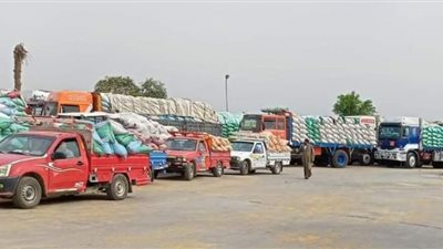 استلام 182 ألف و456 طناً قمح محلي بالصوامع بنسبة تزيد عن 79% ببني سويف