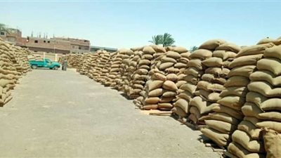 استلام أكثر من 186 ألف طناً من الأقماح المحلية بالصوامع والشون ببني سويف