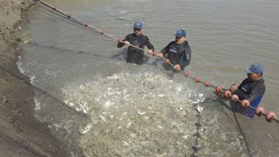 الفريق أسامة ربيع يتفقد شركة قناة السويس للاستزراع السمكي