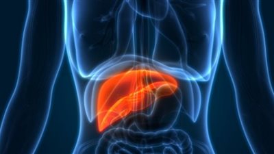 بدون أدوية.. كيف نستعيد صحة الكبد بعد تدهوره