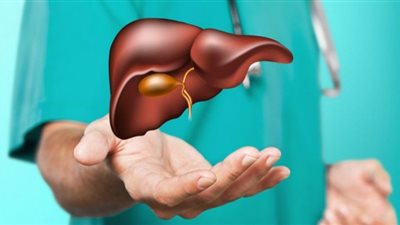 اختراق في زراعة الأعضاء يُظهر أن الكبد البشري يبقى حيا خارج الجسم عدة أيام