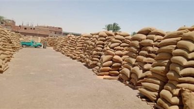 ستلام 190 ألف طناً قمح محلي بالصوامع بنسبة تزيد عن 82% ببنى سويف