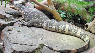 التماسيح بريئة من انهيار الثروة السمكية