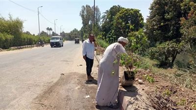 زراعة 100 شجرة فى شوارع دشنا بقنا