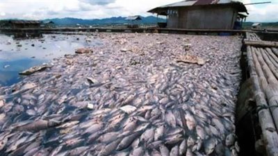 فيديو.. حقيقة ظهور ديدان الأسماك في نهر النيل بالدقهلية