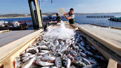 فيديو.. تحذير من انتقال الديدان للإنسان عن طريق تناول الأسماك