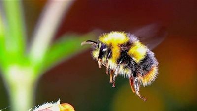 قرار مثير.. تصنيف النحل الطنان كنوع من السمك