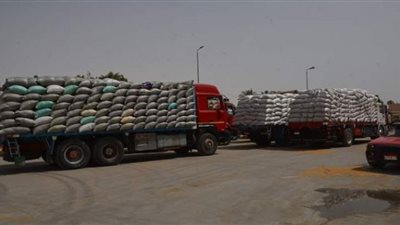 استلام 193 ألف طن من الأقماح المحلية بالصوامع والشون ببني سويف