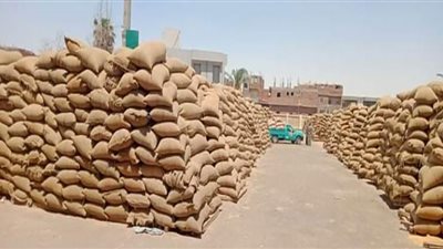 استلام 197 ألف طن قمح محلي بصوامع بني سويف
