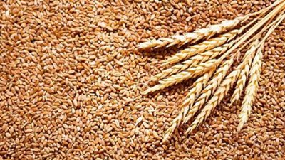 الأجهزة الرقابية تضبط 13 ألف طن قمح محلي قبل تهريبها خارج المنظومة
