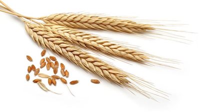 غرفة صناعة الحبوب تتوقع استقرار أوضاع القمح بعد وضع حافز توريد محلي