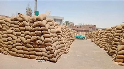 توريد198 ألف و838طن قمح بشون وصوامع ببني سويف