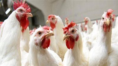 أسعار الفراخ بالأسواق اليوم الخميس