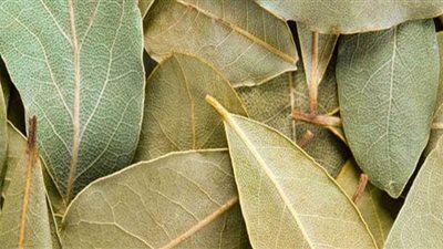 4 فوائد لا تعرفها عن أوراق الغار