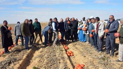 محافظ الوادى الجديد ووفد الهيئة العربية للاستثمار يتفقدان سهل بركة بواحة الفرافرة