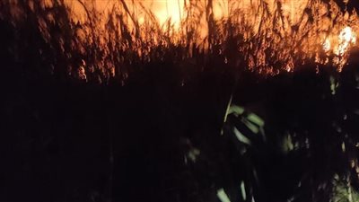 حريق هائل بالإسماعيلية يلتهم 20 فدانًا من المانجو والغاب