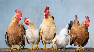 استقرار أسعار الفراخ اليوم الجمعة
