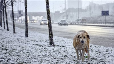 تجمد الحيوانات في تركيا بسبب انخفاض درجات الحرارة| تأثيرها على حالة الطقس في مصر (صور)