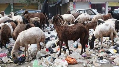تحذير من تناول لحوم المواشي التي تتغذي على 