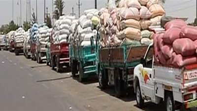 توريد 201 ألف و595 طن قمح بصوامع وشون بني سويف