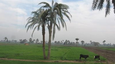 زراعة النواب: مد العمل بقانون الإعفاء من ضريبة الأطيان لمدة عام (فيديو)