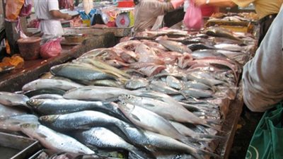 ارتفاع قشر البياض وانخفاض البوري.. أسعار الأسماك بالمنيا